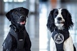 Lehigh Valley Health Network (LVHN), part of Jefferson Health, has added two security K-9s capable of detecting firearms. 