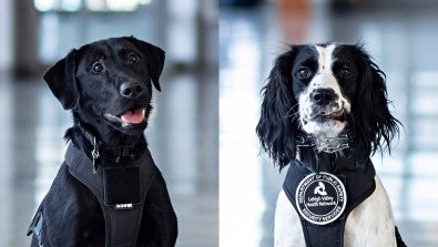 Lehigh Valley Health Network (LVHN), part of Jefferson Health, has added two security K-9s capable of detecting firearms. 