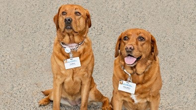 Clancy and Tug - Therapy Dogs at LVHN