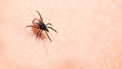 LVHN’s infectious diseases specialists are experts on tick-borne diseases like lyme.