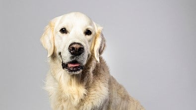 Robust pet therapy program promotes comfort and support at Lehigh Valley Health Network