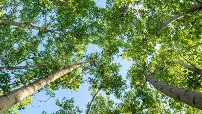 Learn what causes asthma, why the Lehigh Valley is tough for asthma sufferers and explore treatments for asthma attacks and severe asthma at LVHN.