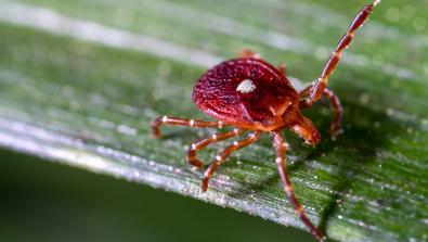 Alpha-Gal Syndrome Ticks