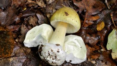 Poison mushrooms: Many dangerous mushroom toxins are not destroyed by cooking, freezing, or drying. If a mushroom is poisonous in the woods, it can still be poisonous after it is prepared. 
