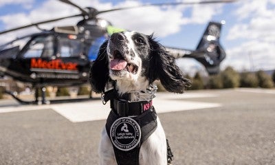 Lehigh Valley Health Network (LVHN), part of Jefferson Health, has added two security K-9s capable of detecting firearms