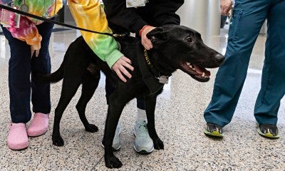 Lehigh Valley Health Network (LVHN), part of Jefferson Health, has added two security K-9s capable of detecting firearms