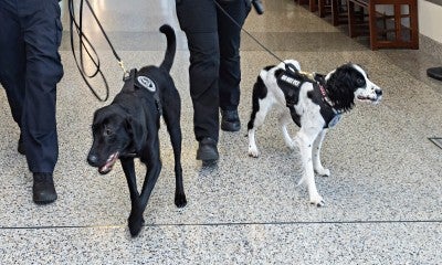 – Lehigh Valley Health Network (LVHN), part of Jefferson Health, has added two security K-9s capable of detecting firearms