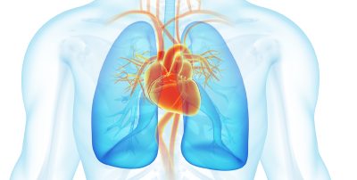 Lung cancer and heart attack screening