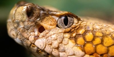 We can thank snakes, and other creatures such as scorpions and snails, for some life-changing and lifesaving drugs. 