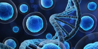 Chimeric Antigen Receptor (CAR) T-cell Therapy Now Available at LVHN