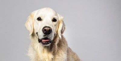 Robust pet therapy program promotes comfort and support at Lehigh Valley Health Network