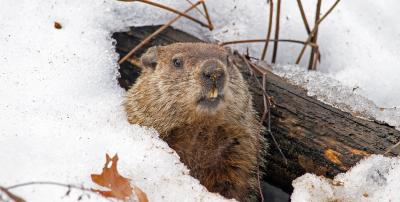 GroundHog day Feb. 2