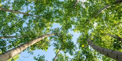 Learn what causes asthma, why the Lehigh Valley is tough for asthma sufferers and explore treatments for asthma attacks and severe asthma at LVHN.