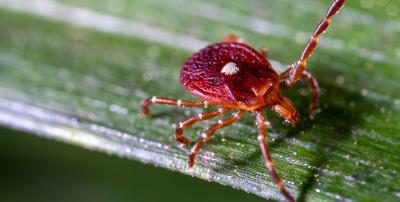 Alpha-Gal Syndrome Ticks