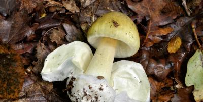 Poison mushrooms: Many dangerous mushroom toxins are not destroyed by cooking, freezing, or drying. If a mushroom is poisonous in the woods, it can still be poisonous after it is prepared. 
