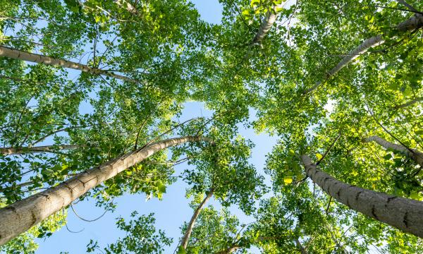 Learn what causes asthma, why the Lehigh Valley is tough for asthma sufferers and explore treatments for asthma attacks and severe asthma at LVHN.