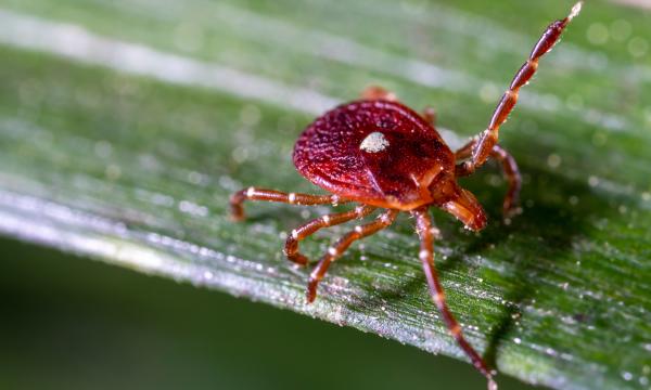 Alpha-Gal Syndrome Ticks