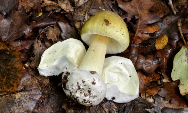 Poison mushrooms: Many dangerous mushroom toxins are not destroyed by cooking, freezing, or drying. If a mushroom is poisonous in the woods, it can still be poisonous after it is prepared. 