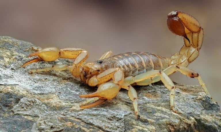 We can thank snakes, and other creatures such as scorpions and snails, for some life-changing and lifesaving drugs. 