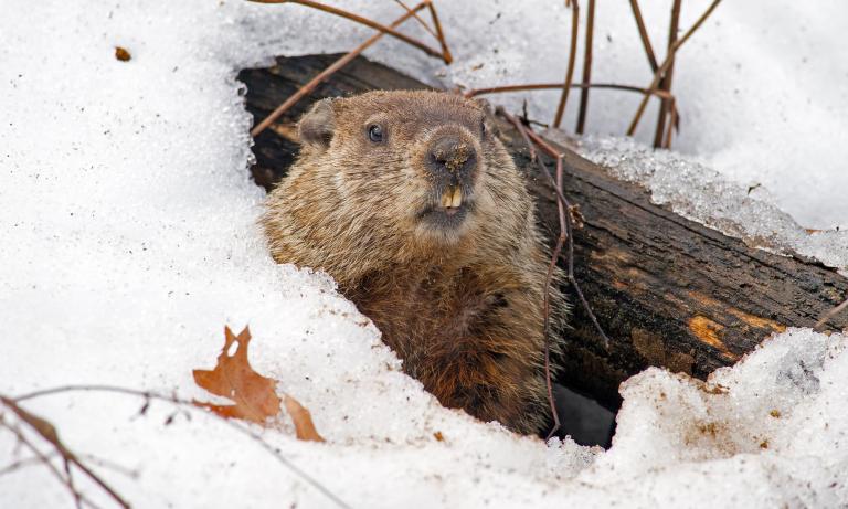 GroundHog day Feb. 2