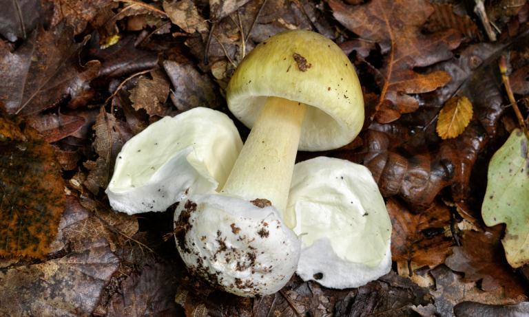 Poison mushrooms: Many dangerous mushroom toxins are not destroyed by cooking, freezing, or drying. If a mushroom is poisonous in the woods, it can still be poisonous after it is prepared. 