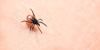 LVHN’s infectious diseases specialists are experts on tick-borne diseases like lyme.