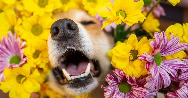 Allergy