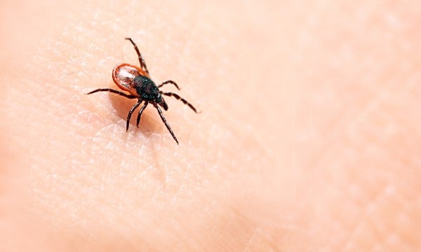LVHN’s infectious diseases specialists are experts on tick-borne diseases like lyme.